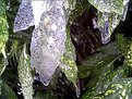 Picture Title - Ice Leaves