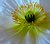 Iceland Poppy 2