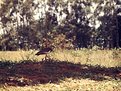 Picture Title - Quero Quero a small Brasilian bird