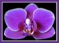 Picture Title - New Orchid Macro