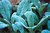 Frost on Lambs Ear