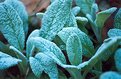 Picture Title - Frost on Lambs Ear