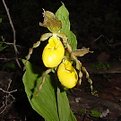 Picture Title - Yellow Lady Slippers.