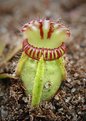 Picture Title - Carnivorous plant or alien space ship