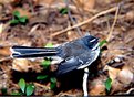 Picture Title - Fantail