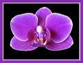 Picture Title - New Orchid Macro II