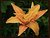 Hemerocallis (Day Lily)