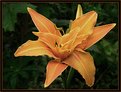 Picture Title - Hemerocallis (Day Lily)