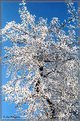 Picture Title - Winter bloom