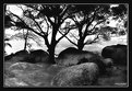Picture Title - Trees & Stones