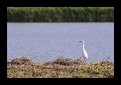 Picture Title - ~Alone by the river~