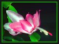 Picture Title - Christmas Cactus, Resubmitted.