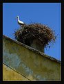 Picture Title - Lonely Stork...