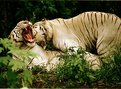 Picture Title - The white tiger