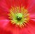 Spinning Out - Iceland Poppy 4