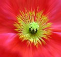 Picture Title - Spinning Out - Iceland Poppy 4