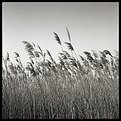 Picture Title - Cane field