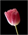 Picture Title - tulip #4