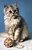 Silver Tabby