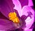 first crocus