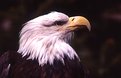Picture Title - Eagle Profile