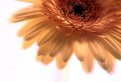 Picture Title - Gerbera Simpicato