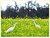 Egrets2