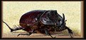 Picture Title - Rhinoceros Beetle