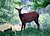 Deer in Shade
