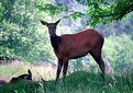 Picture Title - Deer in Shade