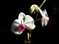 Picture Title - Phalaenopsis II