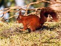 Picture Title - Red Squirrel