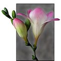 Picture Title - ***Freesia***