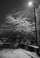 Picture Title - Snowlight