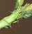 aphid