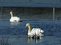 Picture Title - 'giant  white swans in maryland'