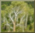 Picture Title - X ray of a tree