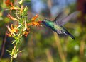 Picture Title - Lunch on the Run