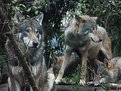 Picture Title - Wolves