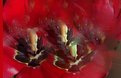 Picture Title - dancing tulip fairies