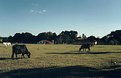 Picture Title - Farm