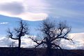 Picture Title - Wyoming Cottonwoods II