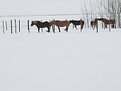 Picture Title - Horses in winter