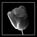 Picture Title - tulip #5