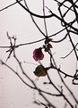 Picture Title - begonia in winter