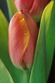 Picture Title - Tulip