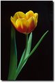 Picture Title - Lone Tulip