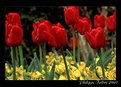 Picture Title - Tulips