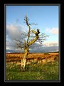 Picture Title - moor tree