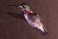 Picture Title - Male Calliope Hummingbird